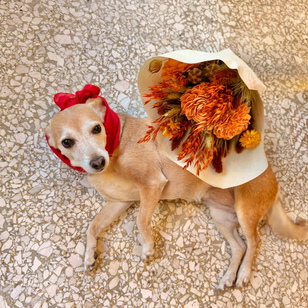 Florence Bouquet