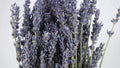 Lavender Bunch