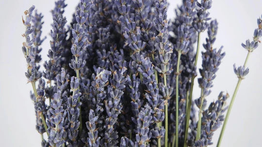 Lavender Bunch