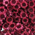 Glixia Bunch