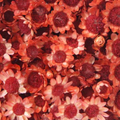 Glixia Bunch